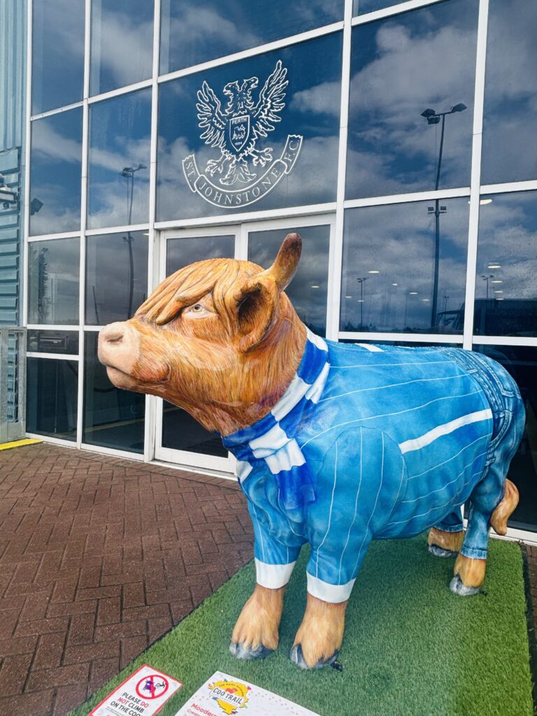 Hairy highland coo trail - McDiarmid park